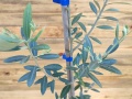 Olive seedling - Olea europaea