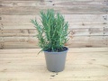 Rosemary - Rosmarinus officinalis