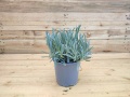 Lavanda obična - Lavandula angustifolia